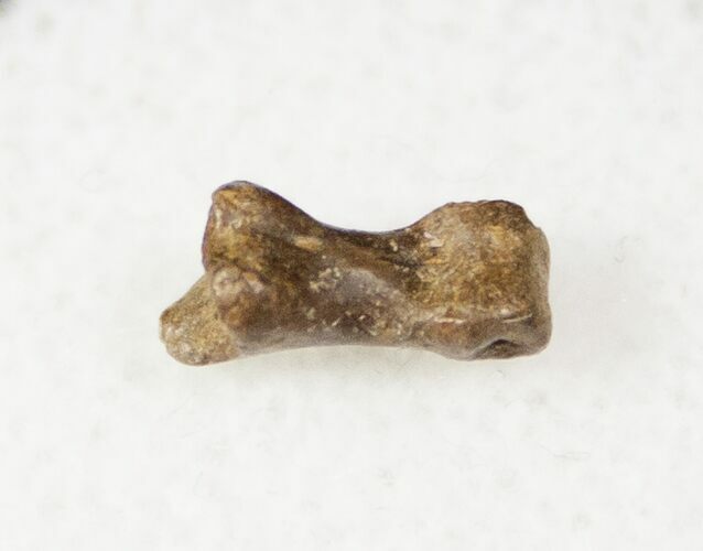 Small Theropod (Raptor) Toe Bone - Hell Creek Formation #12787